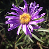 Prairie aster