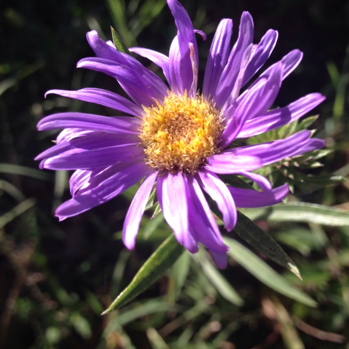 Prairie aster