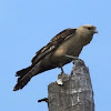 Yellow-headed Caracara