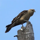 Yellow-headed Caracara