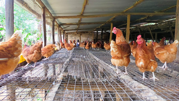 How accountant ventured into poultry farming