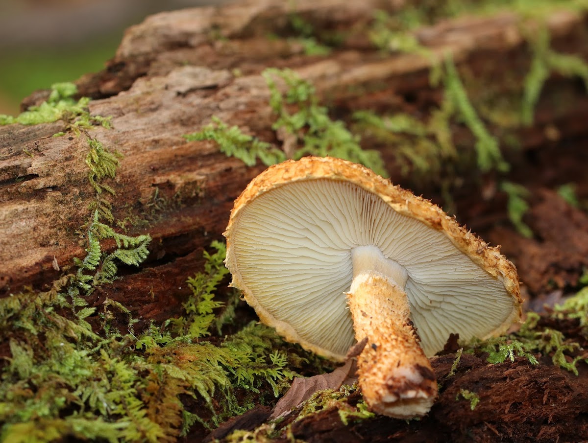 The Decorated Pholiota