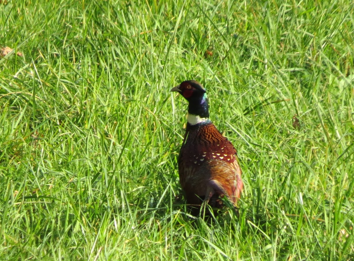 Ring-necked Pheasant