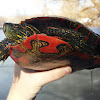 Western Painted Turtle