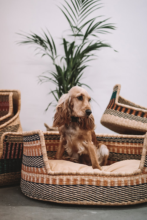 You & Lou dog beds.