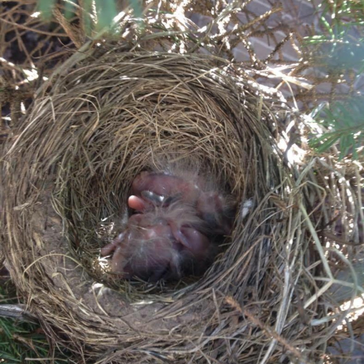 Baby American Robins