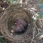 Baby American Robins