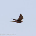 Kestrel; Cernícalo Real