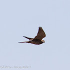 Kestrel; Cernícalo Real