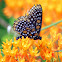 Baltimore Checkerspot Butterfly