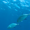 Island trevally