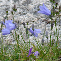 Harebell / Blåklokke