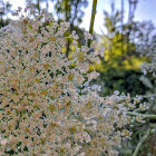 Queen Anne's Lace