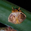 Slug Caterpillar Moth