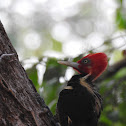 Pale Billed woodpecker