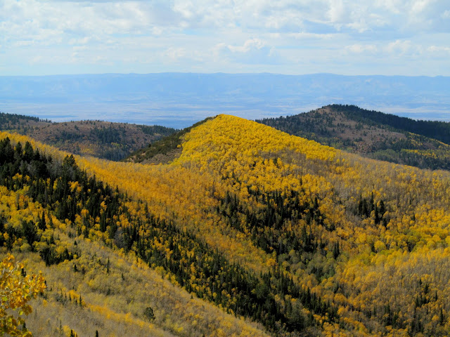 Colorful trees below Bruin Point