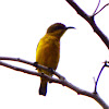 Olive-Backed Sunbird Female?