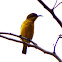 Olive-Backed Sunbird Female?