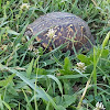 Western Box Turtle