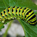 Black Swallowtail