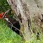 Pileated Woodpecker