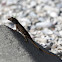 Brown Anole