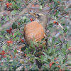 American Robin