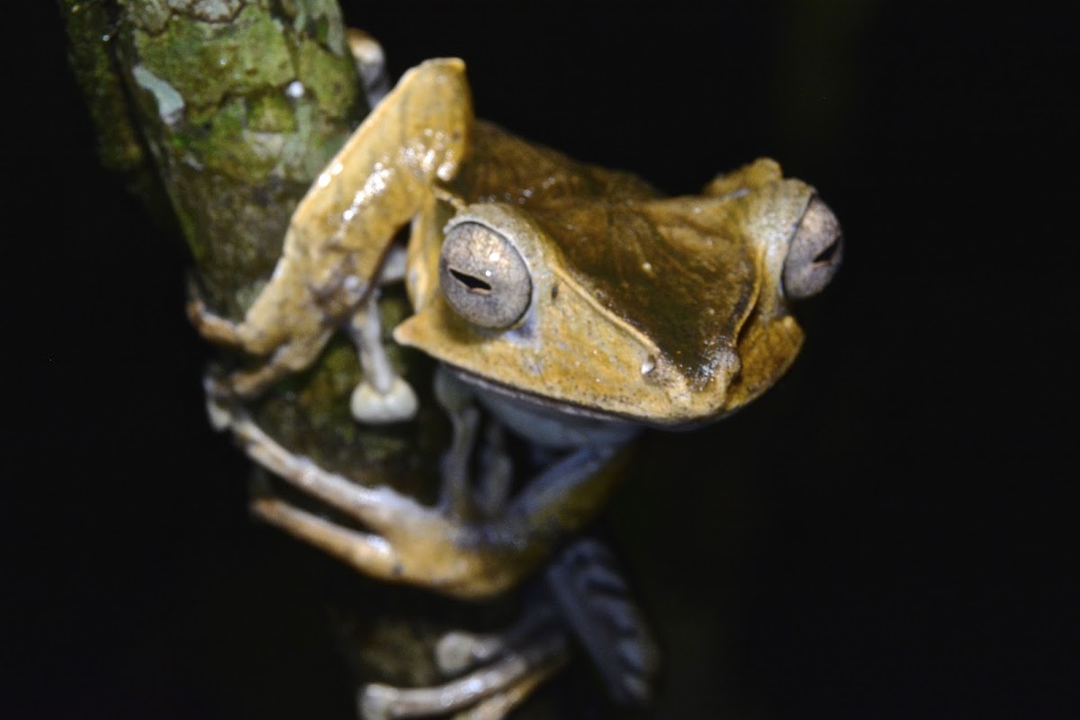 File-Eared Tree Frog / Borneo Eared Frog