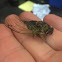 Cicada