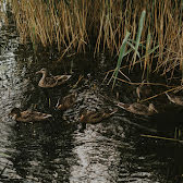 Zdjęcie 14