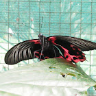 Scarlet swallowtail