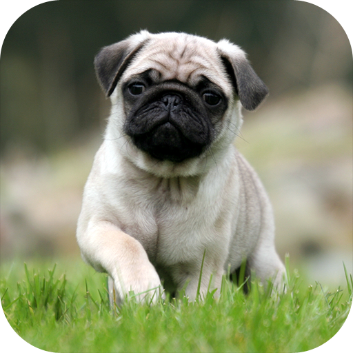 Popular Dogs HD Wallpapers 娛樂 App LOGO-APP開箱王