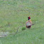 Ring-necked Pheasant (Male)