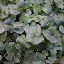 Lesser celandine