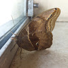 Giant owl butterfly