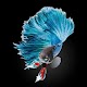 Download Betta fish Wallpapers 100+ For PC Windows and Mac 1.0