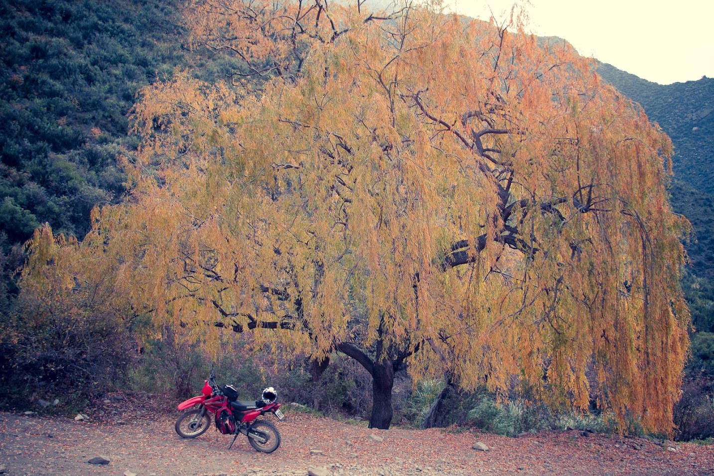 Cerro Pelado 3450 mts nivel del mar (Mendoza) E2CaR4LDLZnP4S-w-8ASlKqxOMpa2cpdExu0hooMPVME=w1433-h956-no