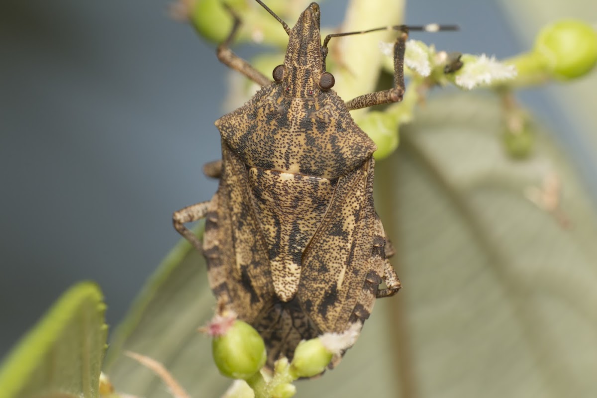 Stink Bug