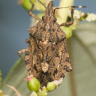 Stink Bug