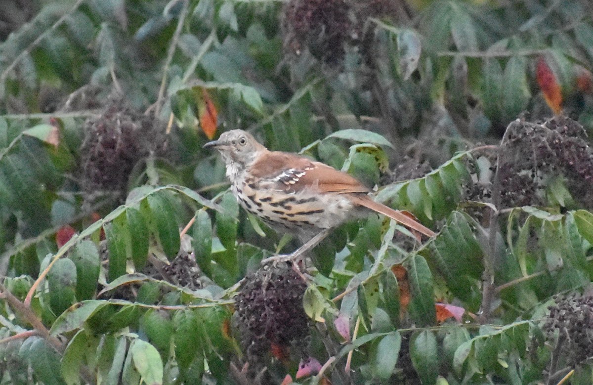 Brown thrasher