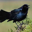 Boat-tailed grackle