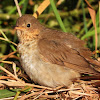 Swainson's thrush (juvenile)