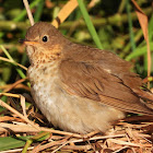 Swainson's thrush (juvenile)