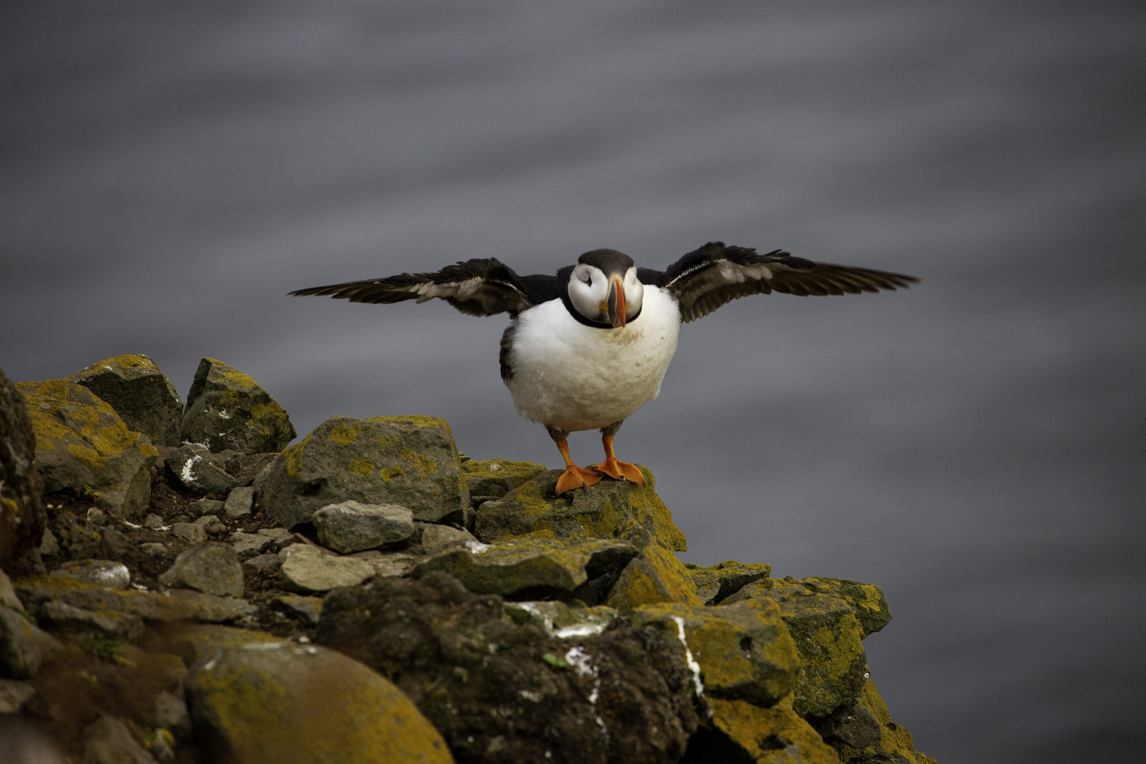 Исландия - родина слонов (архипелаг Vestmannaeyjar, юг, север, запад и Центр Пустоты)