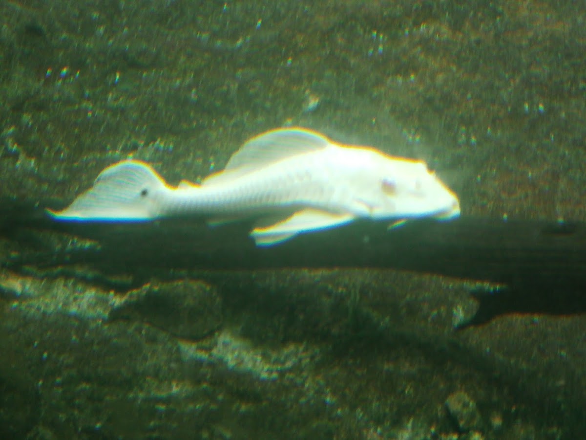 Bristlenose Catfish