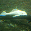 Bristlenose Catfish