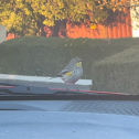 Yellow-rumped warbler