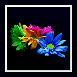 Flowers Live Wallpaper Apk