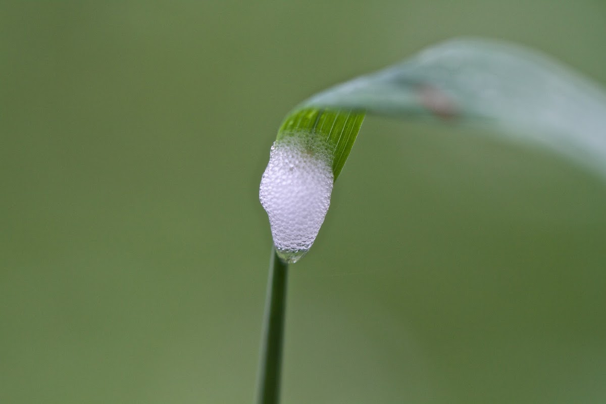 Froghopper