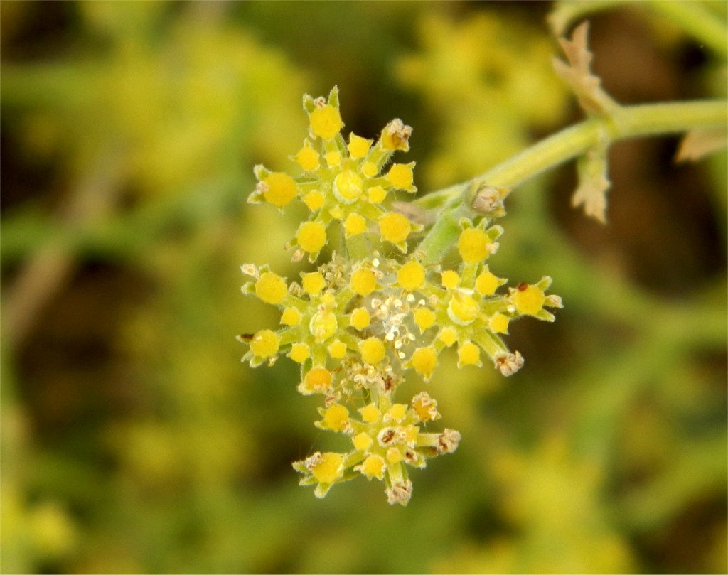 Tarhana herb